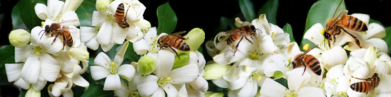 The Effect of Climate Change on Bee’s Foraging Patterns